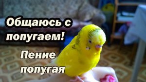 Как правильно ГОВОРИТЬ с попугаем? Разговариваю с волнистым попугаем. ПЕНИЕ ВОЛНИСТОГО ПОПУГАЯ