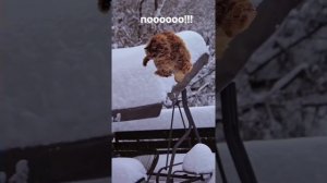 Первый снег и котики!!!