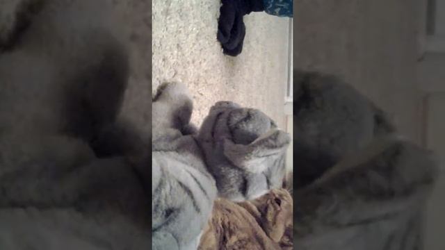 Коты воители. Глава 1, часть 3. смотреть онлайн