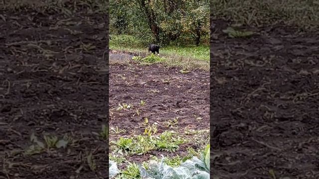 Хромой Мурзик. смотреть онлайн