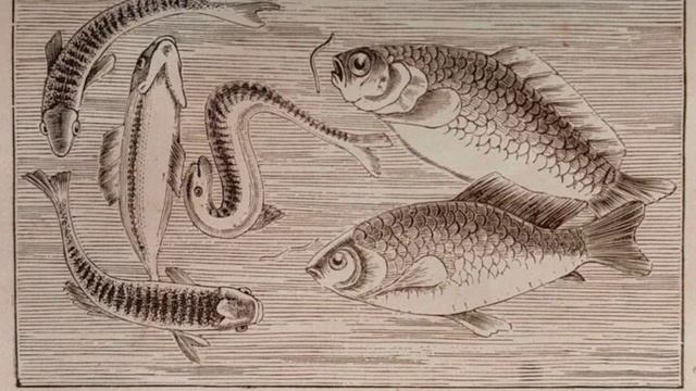 Где морское чудовище? Тест на внимательность. смотреть онлайн