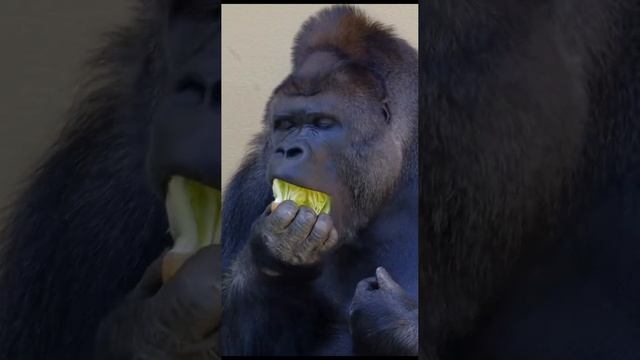 Прикольные животные. Очередная подборка видео роликов. смотреть онлайн