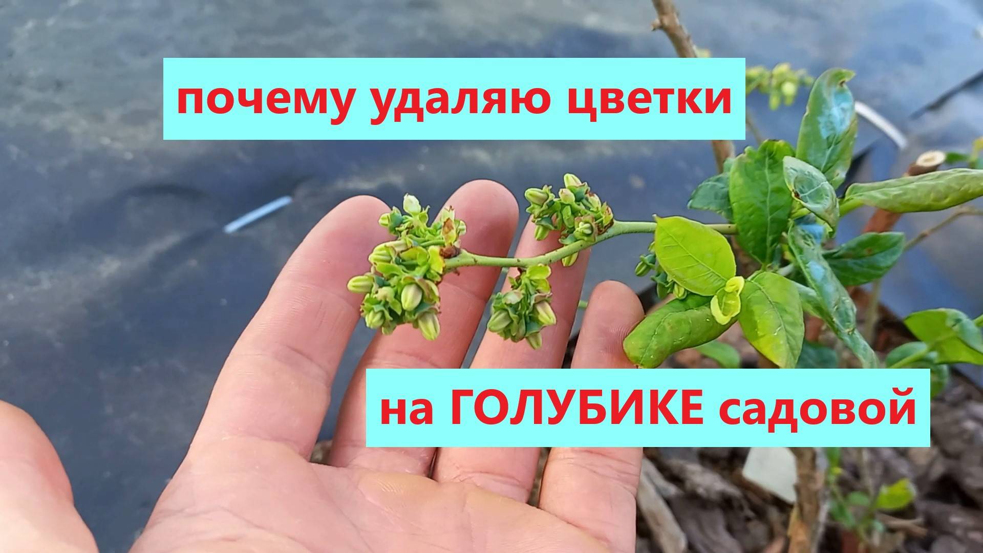 Почему удаляю цветки на ГОЛУБИКЕ садовой