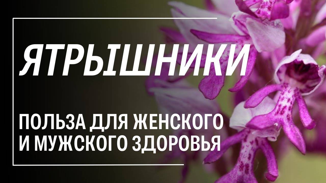Ятрышник, Салеп – польза трав для мужчин и женщин смотреть онлайн