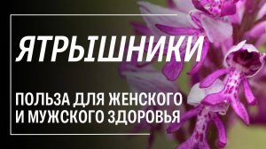 Ятрышник, Салеп – польза трав для мужчин и женщин