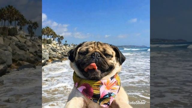 мопсы смотреть онлайн