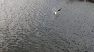 Свечка форели на вываживании