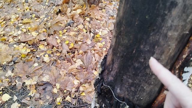 Дерево само себя лечит! смотреть онлайн