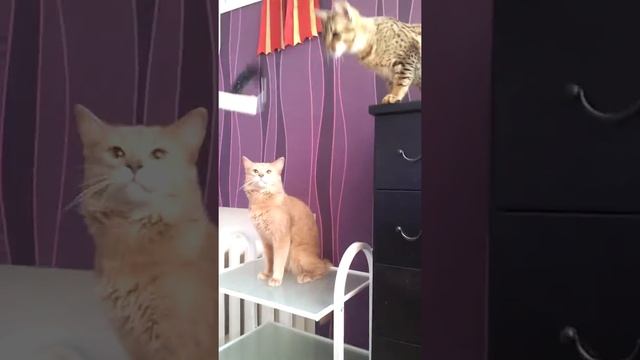 Сомали фавн смотреть онлайн