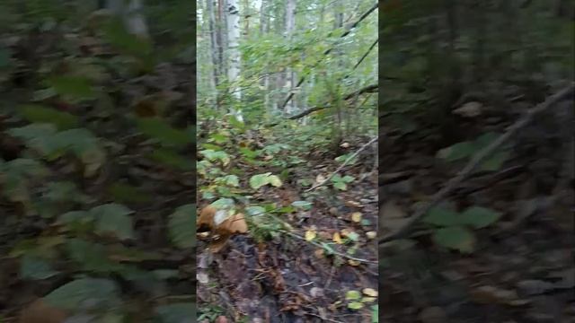 4 сентября 2024 г. смотреть онлайн