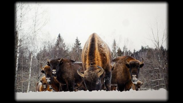 Золотая черепаха 2024 смотреть онлайн