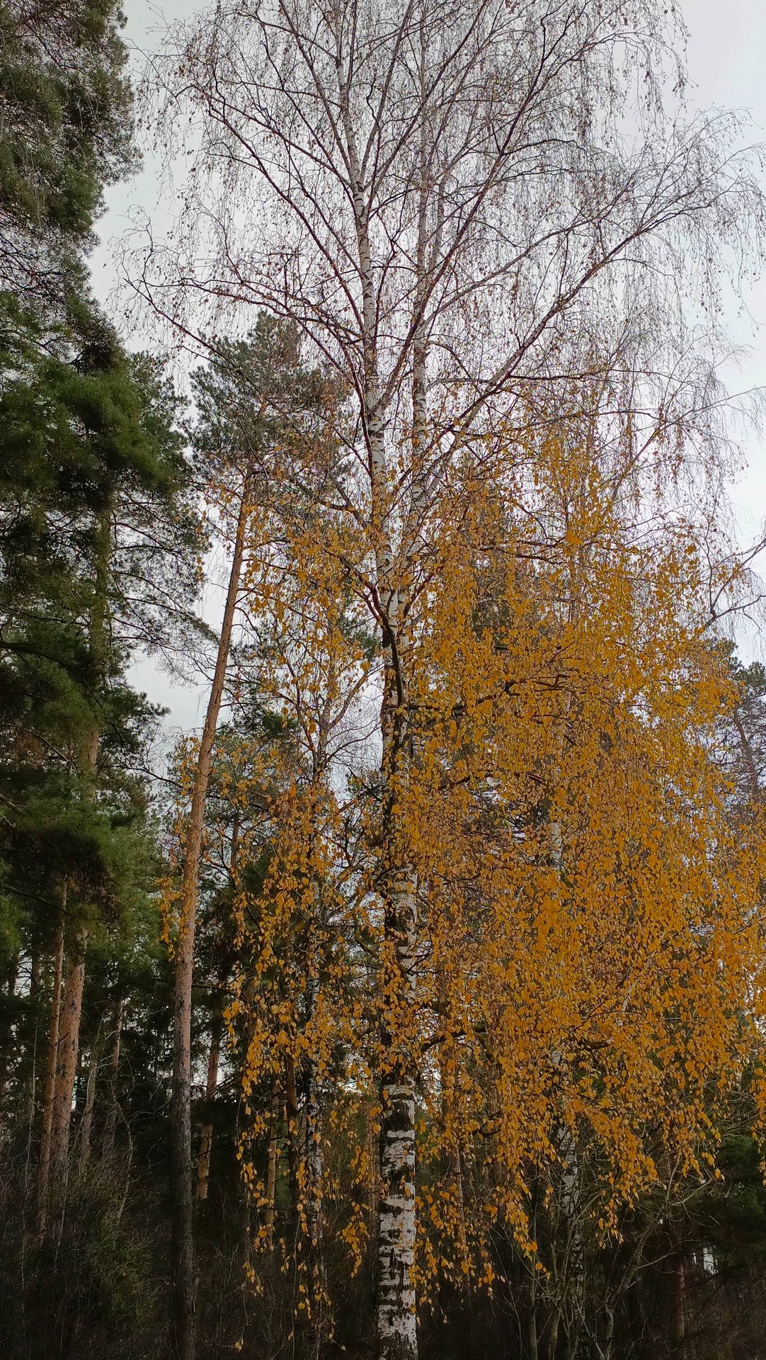 Ни все березки разделись . Теплая осень . смотреть онлайн