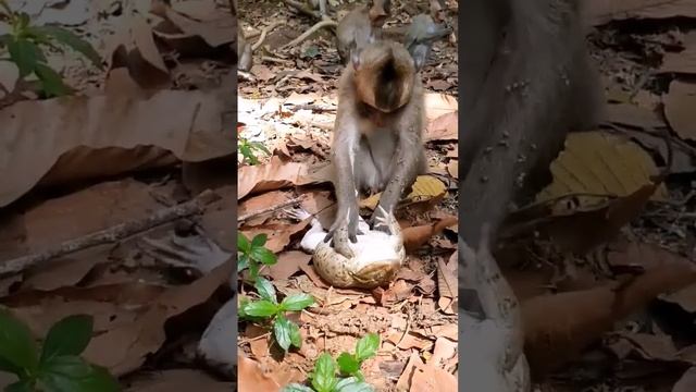 Походу обезьянке нравится звук лягушки смотреть онлайн