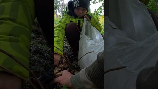 грибы смотреть онлайн