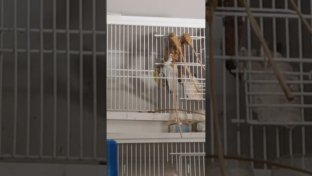 Chant serin mozambique. Yellow fronted canary's song. смотреть онлайн