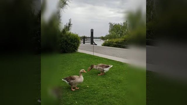 Лев с папой кормит больших серых гусей / Goose , big gray goose смотреть онлайн