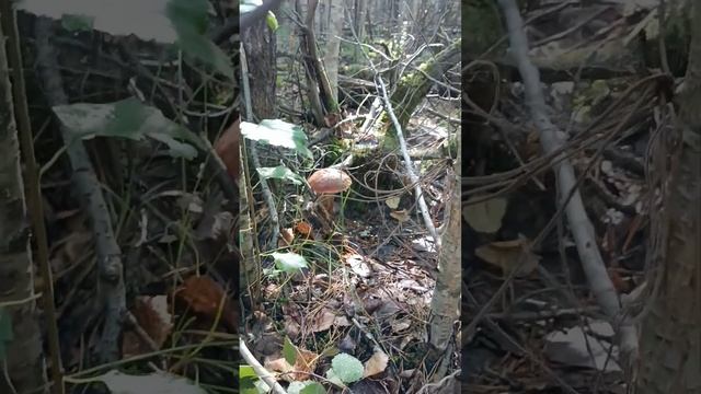 Лес полон грибов, аж глаза разбегаются. смотреть онлайн