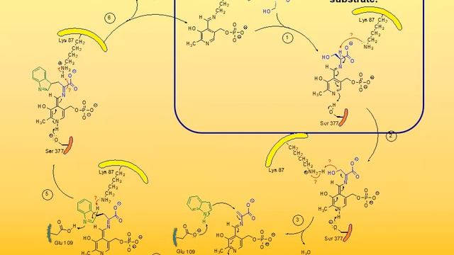 9 Biosynthesis of Tryptophan смотреть онлайн
