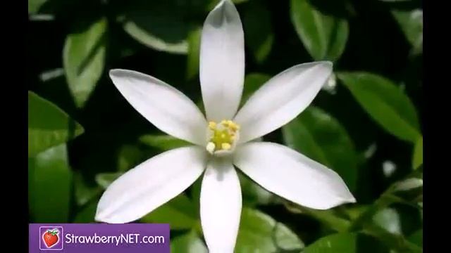 ARAMIS Classic Туалетна Вода-Спрей смотреть онлайн