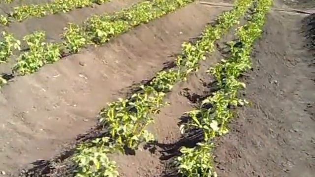 Метод Миттлайдера.