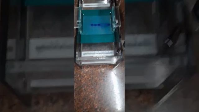 Agarose gel electrophoresis of DNA смотреть онлайн