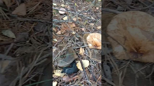 Набрёл на плантацию чёрного груздя!!! смотреть онлайн