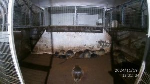 ЧЕМ КОРМИТЬ НУТРИЙ