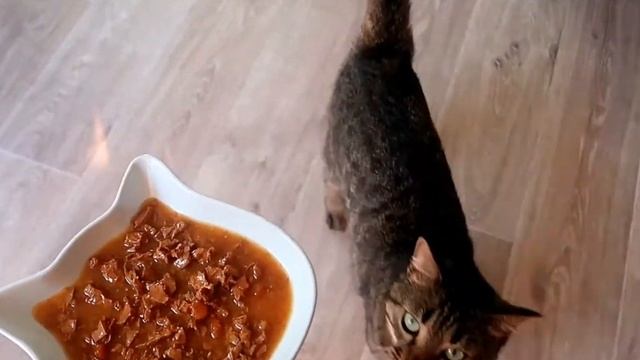 Meow loves Purina Gourmet 😻💕 смотреть онлайн