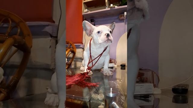 Мастер Йодо смотреть онлайн