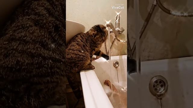 Кот Душевой