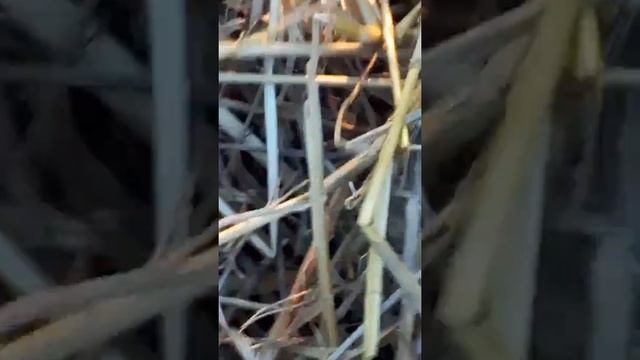 Мы нашли крота!!! смотреть онлайн