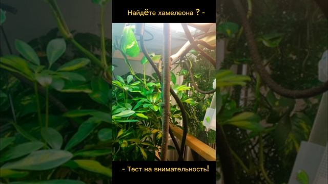 Тест на внимательность смотреть онлайн