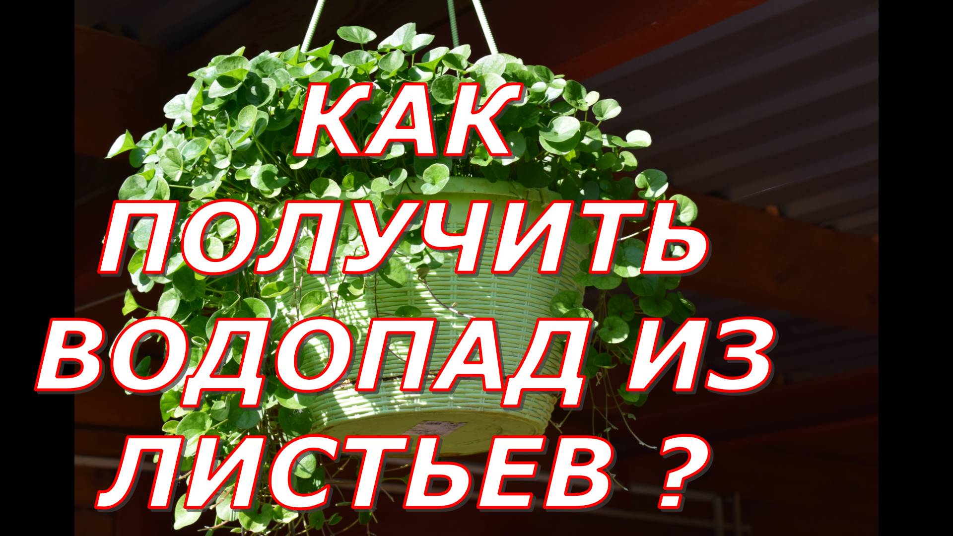 Каждый год обязательно выращиваю цветок Дихондры из-за очень красивых листьев смотреть онлайн