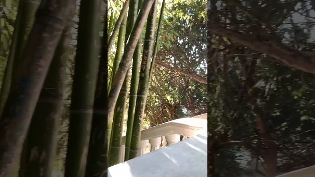 Самый красивый шортс. Волшебный бамбуковый лес смотреть онлайн