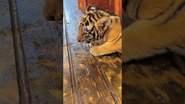 Подпишись на Нас для тебя это пустяк, а нам будет очень приятно смотреть онлайн