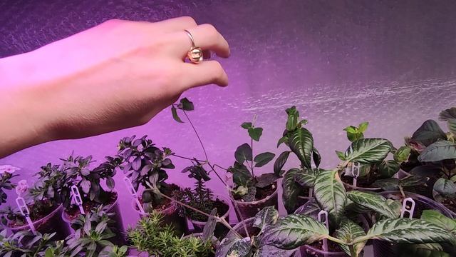 ПОГОДА ЗА ОКНОМ СЕРАЯ ОСЕНЬ,А НА РАССАДНОМ СТЕЛЛАЖЕ КРАСОТА. смотреть онлайн