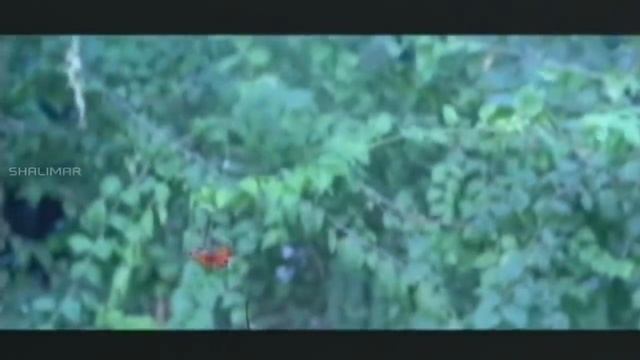 Nava Manmadhuda Video Song || Pelli Sandadi Movie || Srikanth,Srikanth, || Shalimar Songs смотреть онлайн