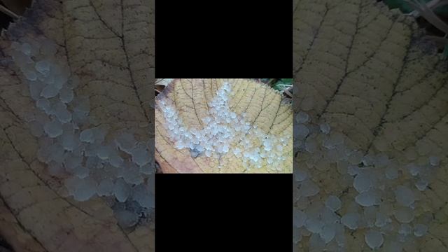 Ноябрьский град смотреть онлайн