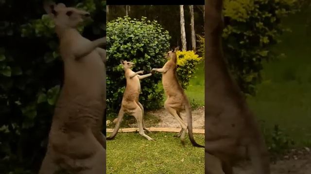 Драка между Кенгуру|| 🦘 смотреть онлайн