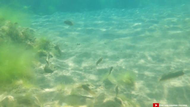 Погружение в воду с телефоном Пляж «Меганом» смотреть онлайн