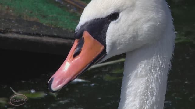 Зоопарк . Лебеди и утки . смотреть онлайн