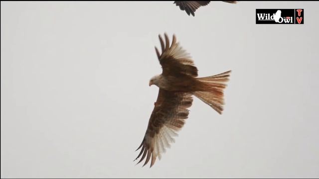 A Winter Visit to a Red Kite Feeding Station смотреть онлайн