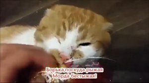Боря,отдай булку! Супер песня про кота Борю  https://t.me/rusSsmile
