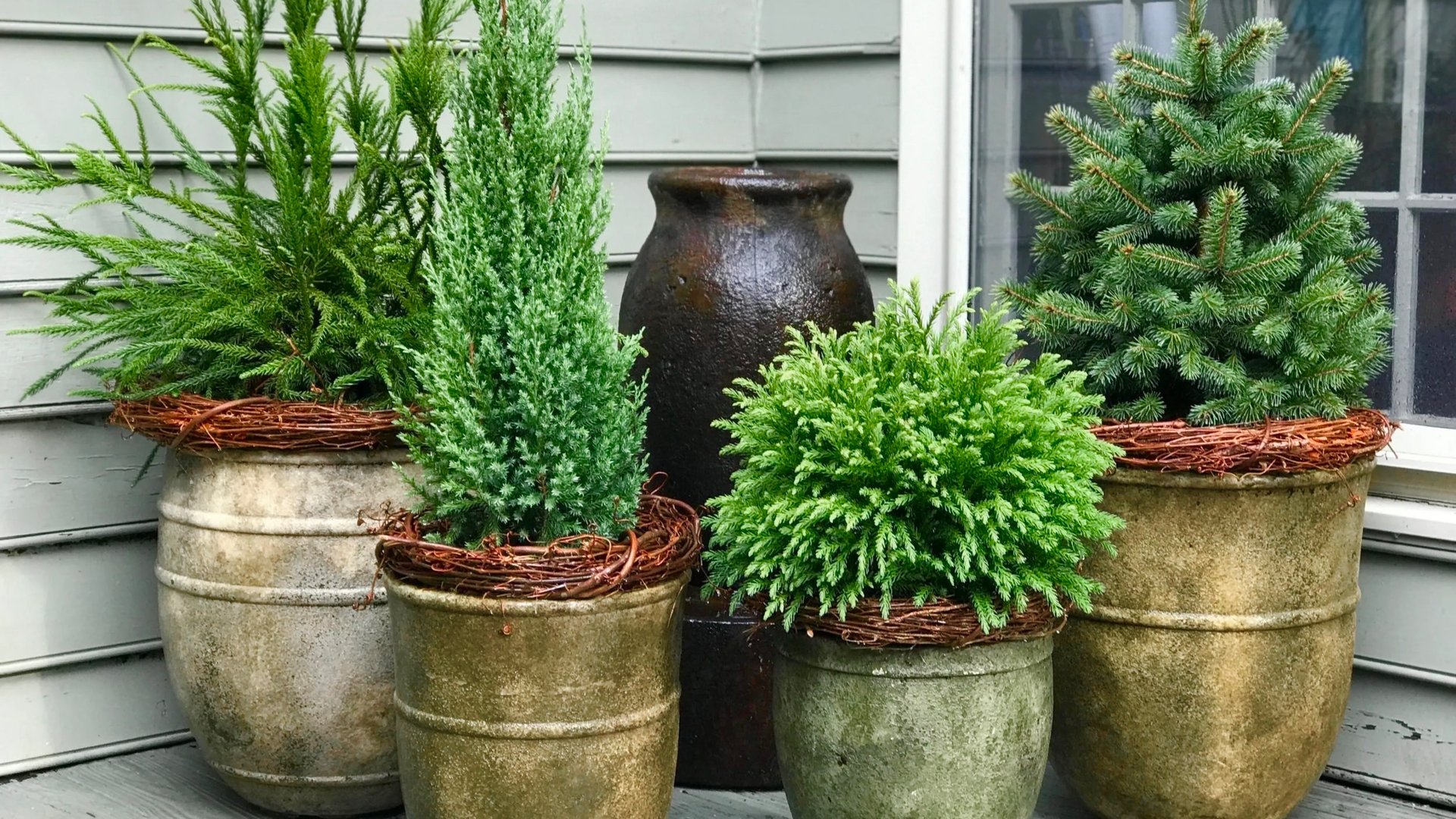 Миниатюрные хвойные в контейнерном саду. Подбор растений. Контейнерный хвойный минисад. смотреть онлайн