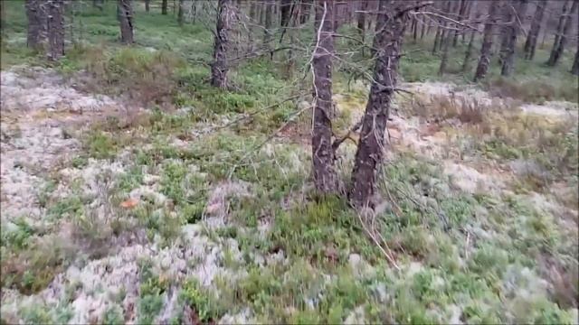 Снова белые в Каменке 25 07 2016 г смотреть онлайн