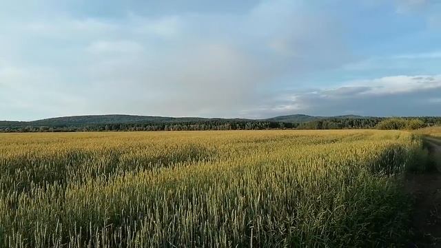 Хлебное поле