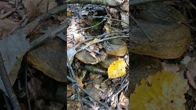 Семейка чёрных. смотреть онлайн