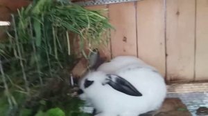 калифорния и строкач 2018