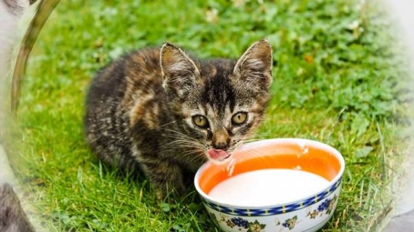 Сколько кошка может прожить без еды и воды