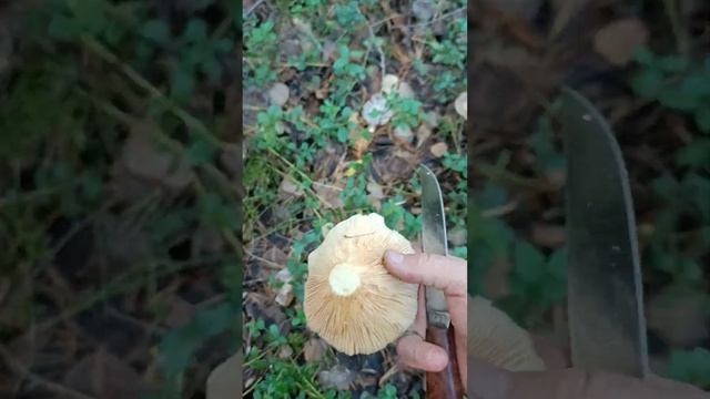 5 сентября 2024 г. смотреть онлайн